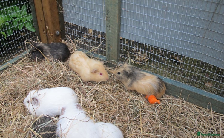 Guinea Pig rodents - Advert 10