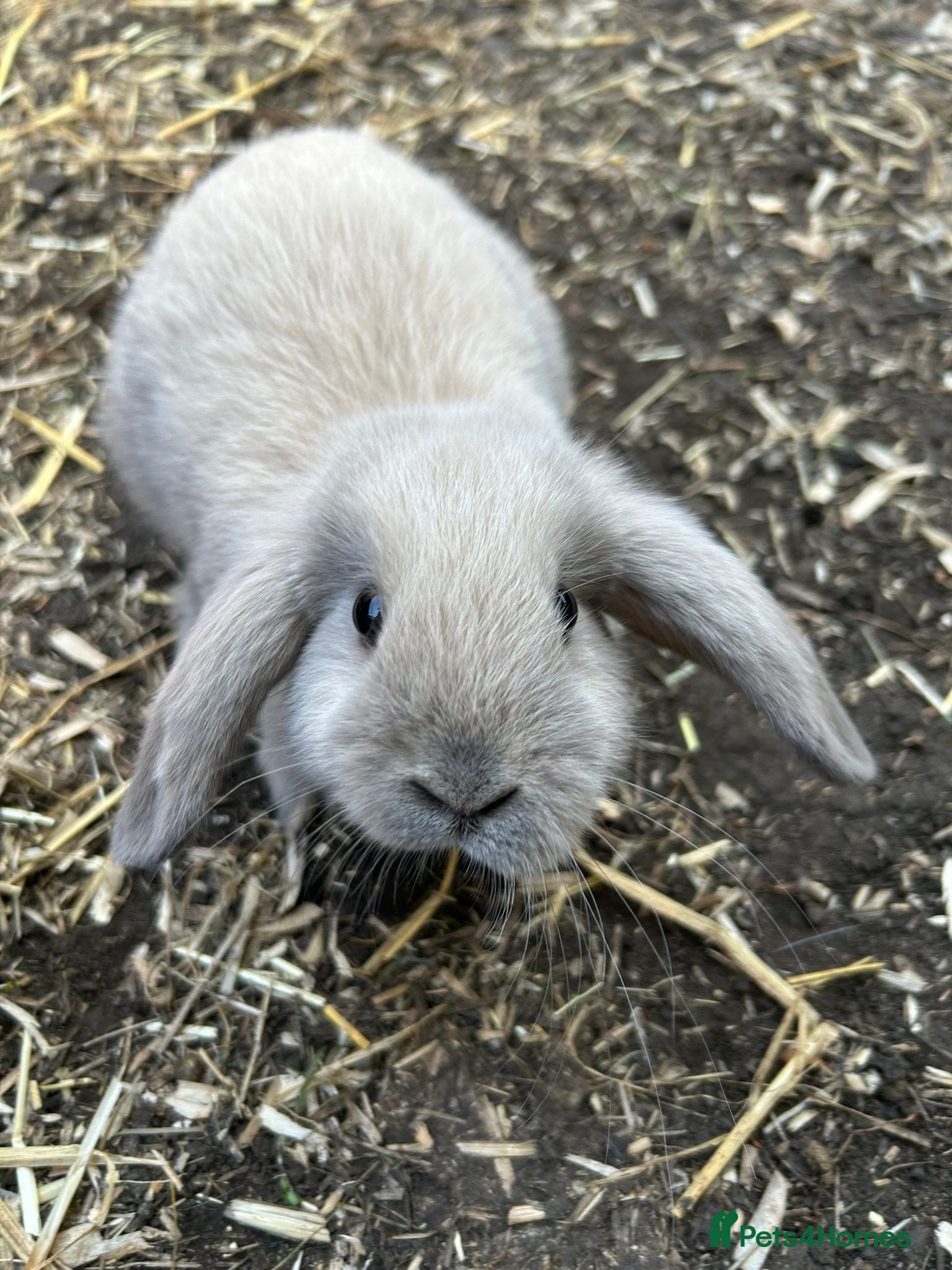 Mini Lion Lop rabbits Mini lop x lion head  - Advert 9