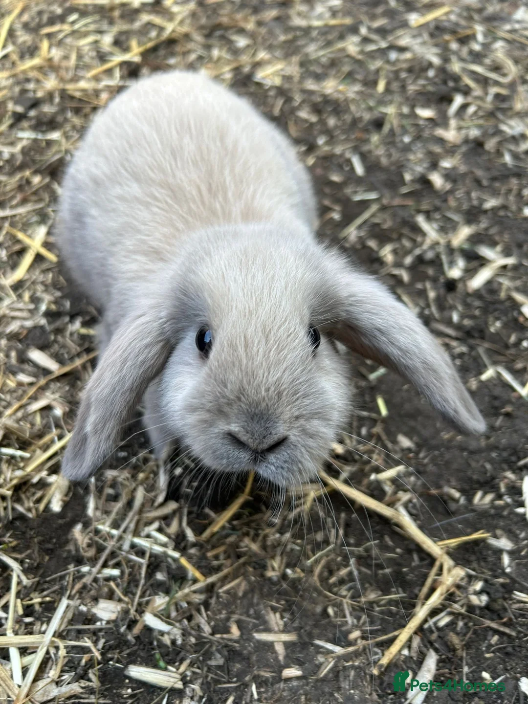Mini Lion Lop rabbits for sale: Mini lop x lion head  - Advert 1