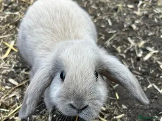 Mini Lion Lop rabbits Mini lop x lion head - Advert 3