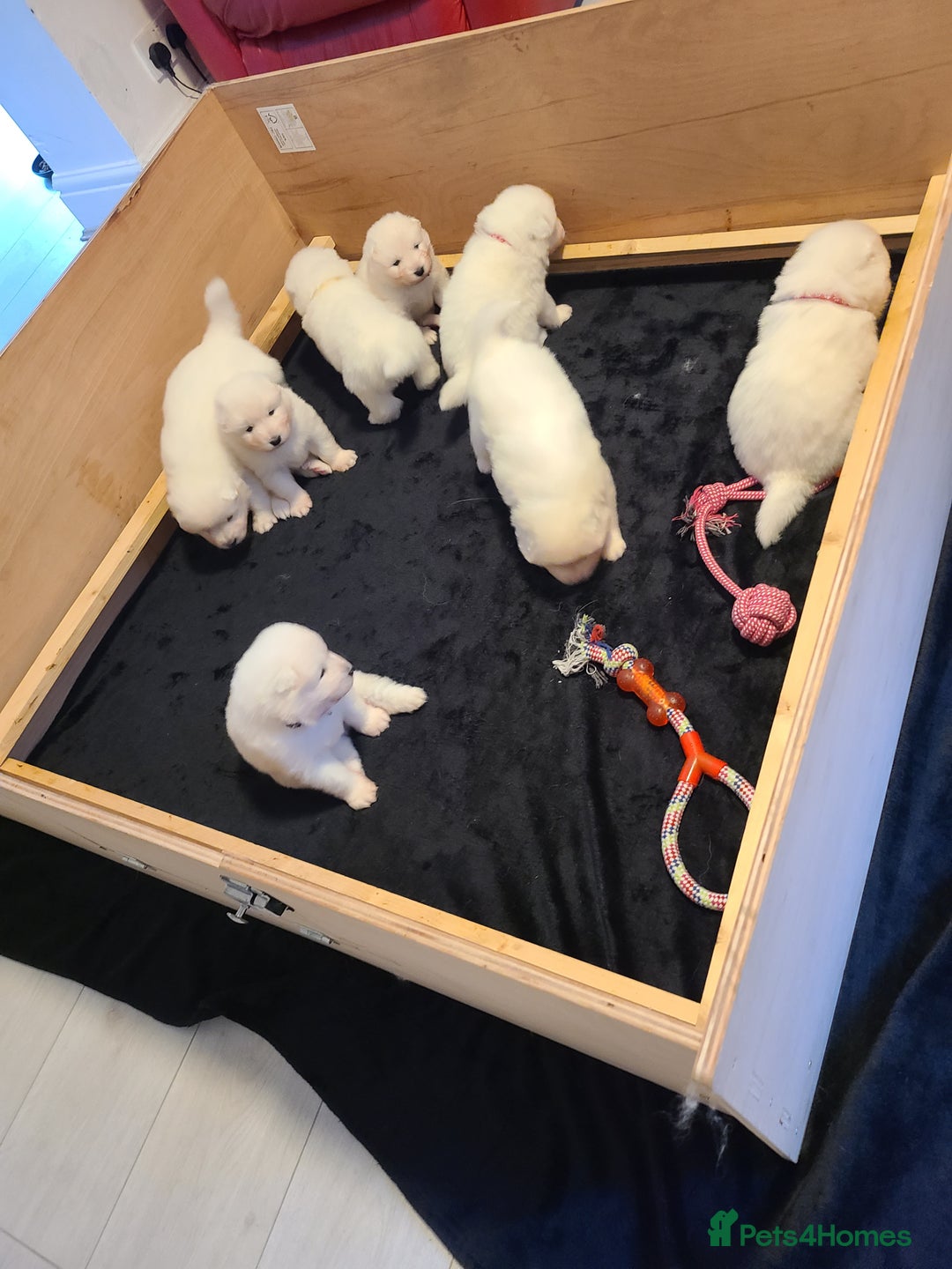 Samoyed dogs for sale: 🐾 Exceptional Pedigree Samoyed Puppies  🐾 - Image 12