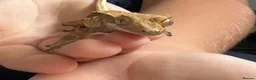 Leopard Gecko reptiles for sale: Crested Gecko approx 18 months old  - Advert 3