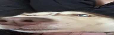 Siberian Husky 1