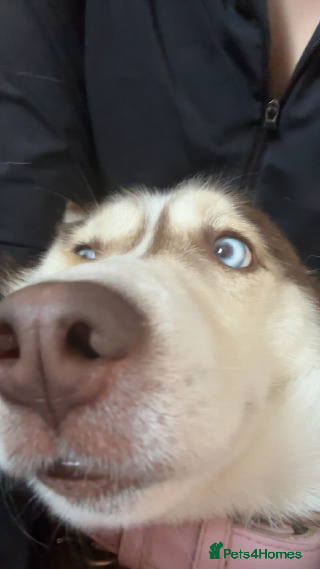 Siberian Husky dogs for sale: Female husky 3yrs - Advert 2