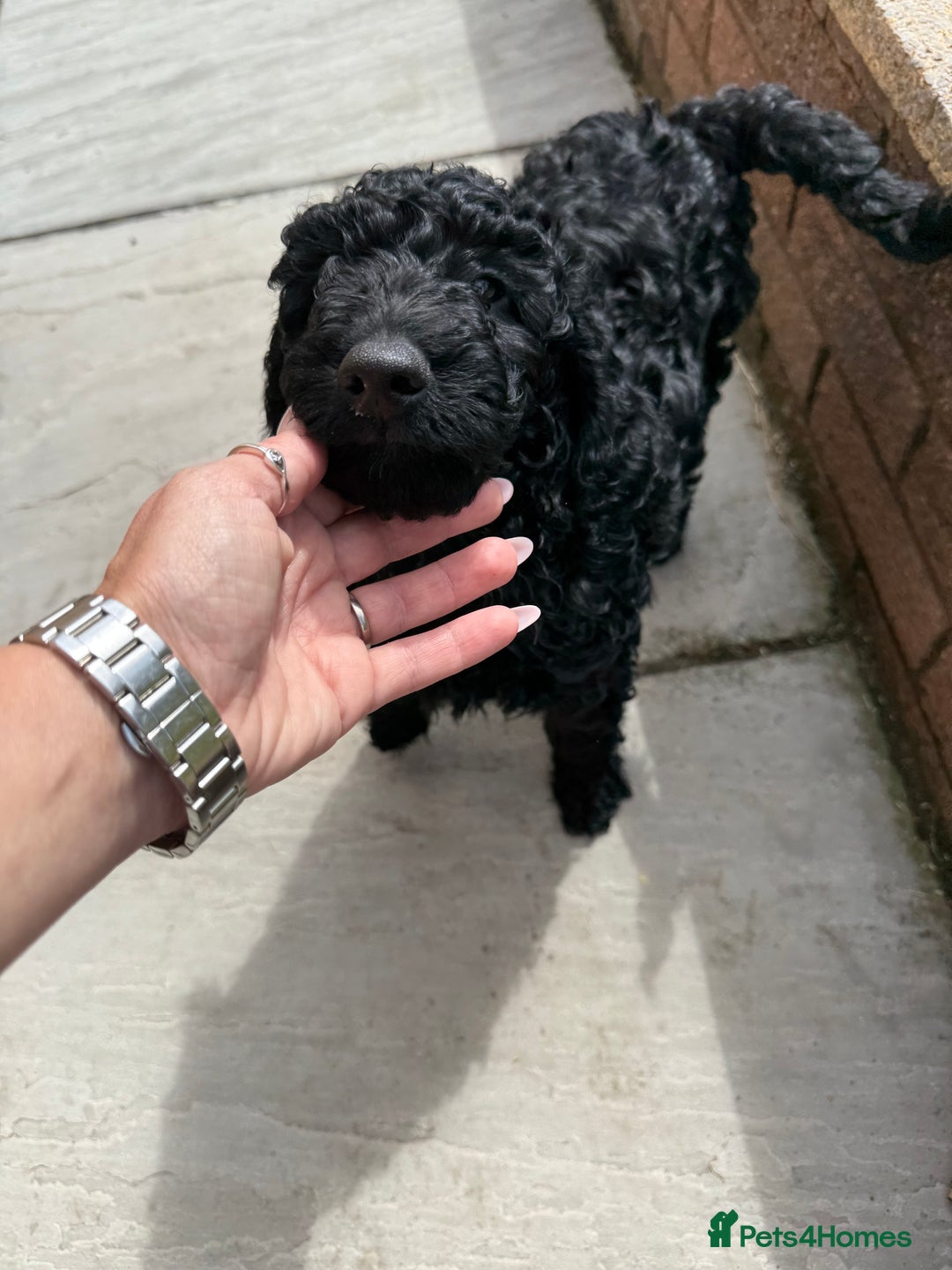 Labradoodle dogs for sale: Price reduced ready now Toy mini labradoodle f2bb  - Image 11