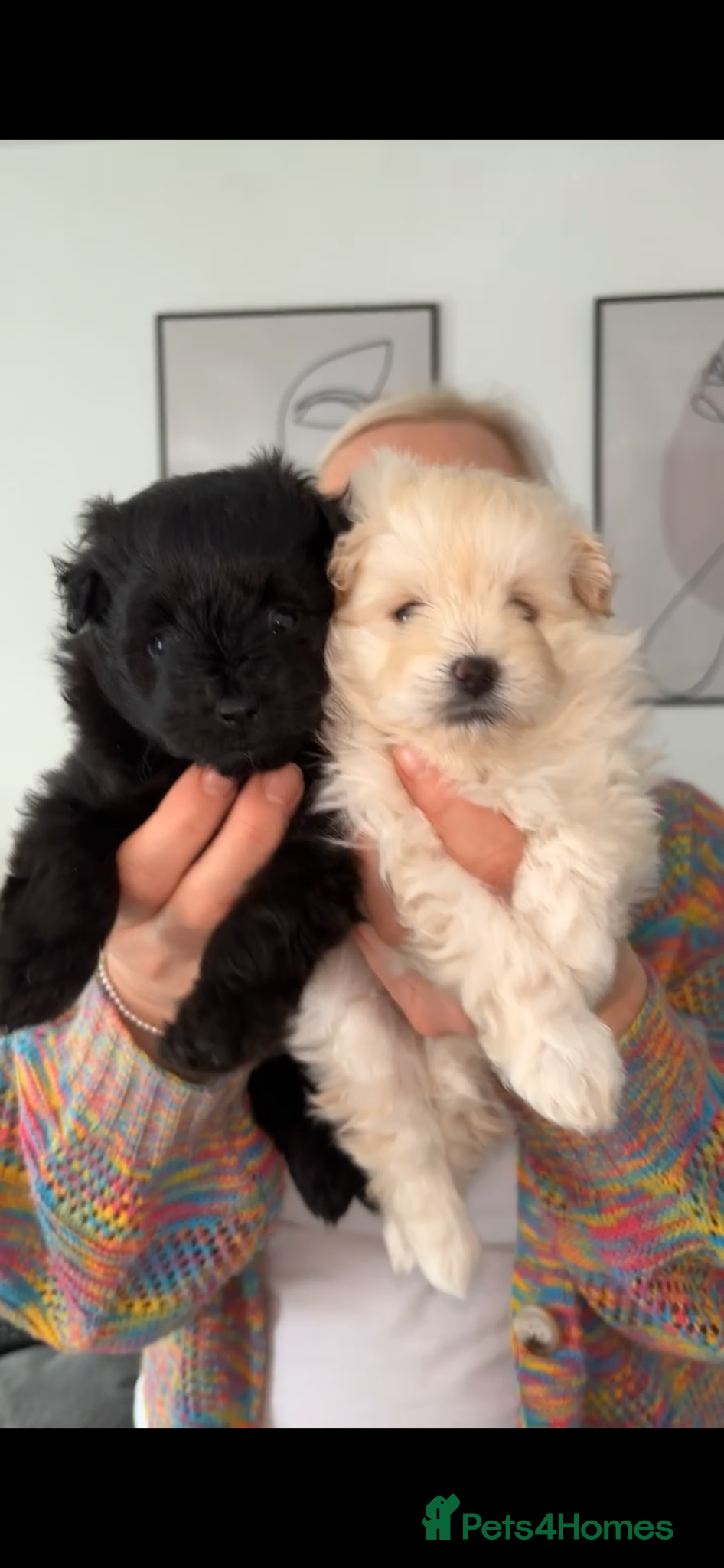 Pomapoo dogs 2 adorable boy pomapoo’s  - Advert 7