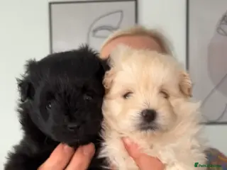 Pomapoo dogs 2 adorable boy pomapoo’s - Advert 3