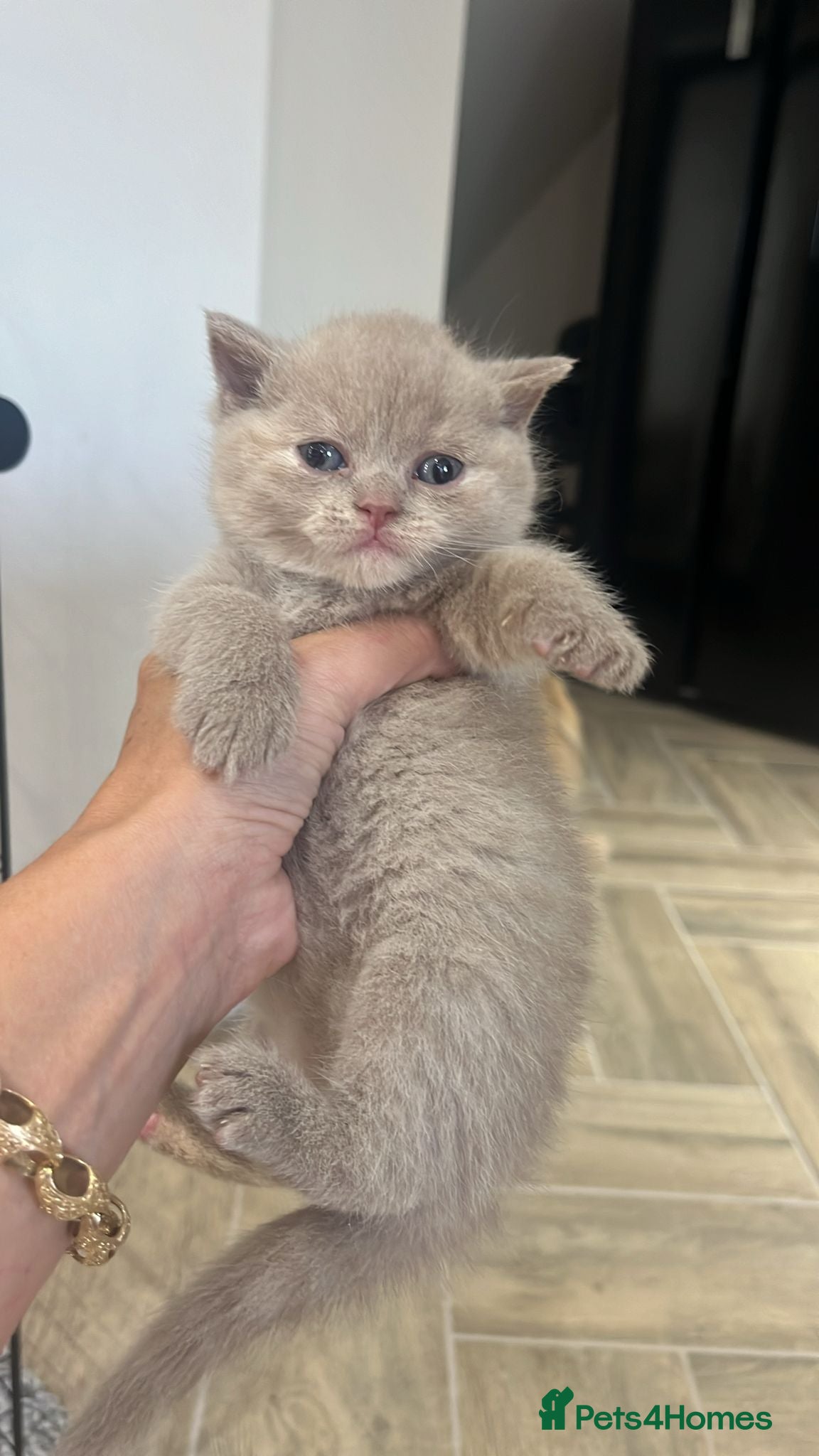British Shorthair cats for sale: 🏆Gccf Cinnamon tortie Fawn Red bi colour 🏆 - Advert 4