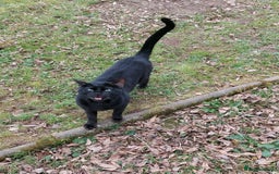Bengal cats for sale: Smoke solid bengal adult male - Image 4