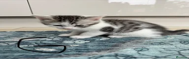 Bengal Kitten 5