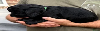 Green collar - Cocker Spaniel 