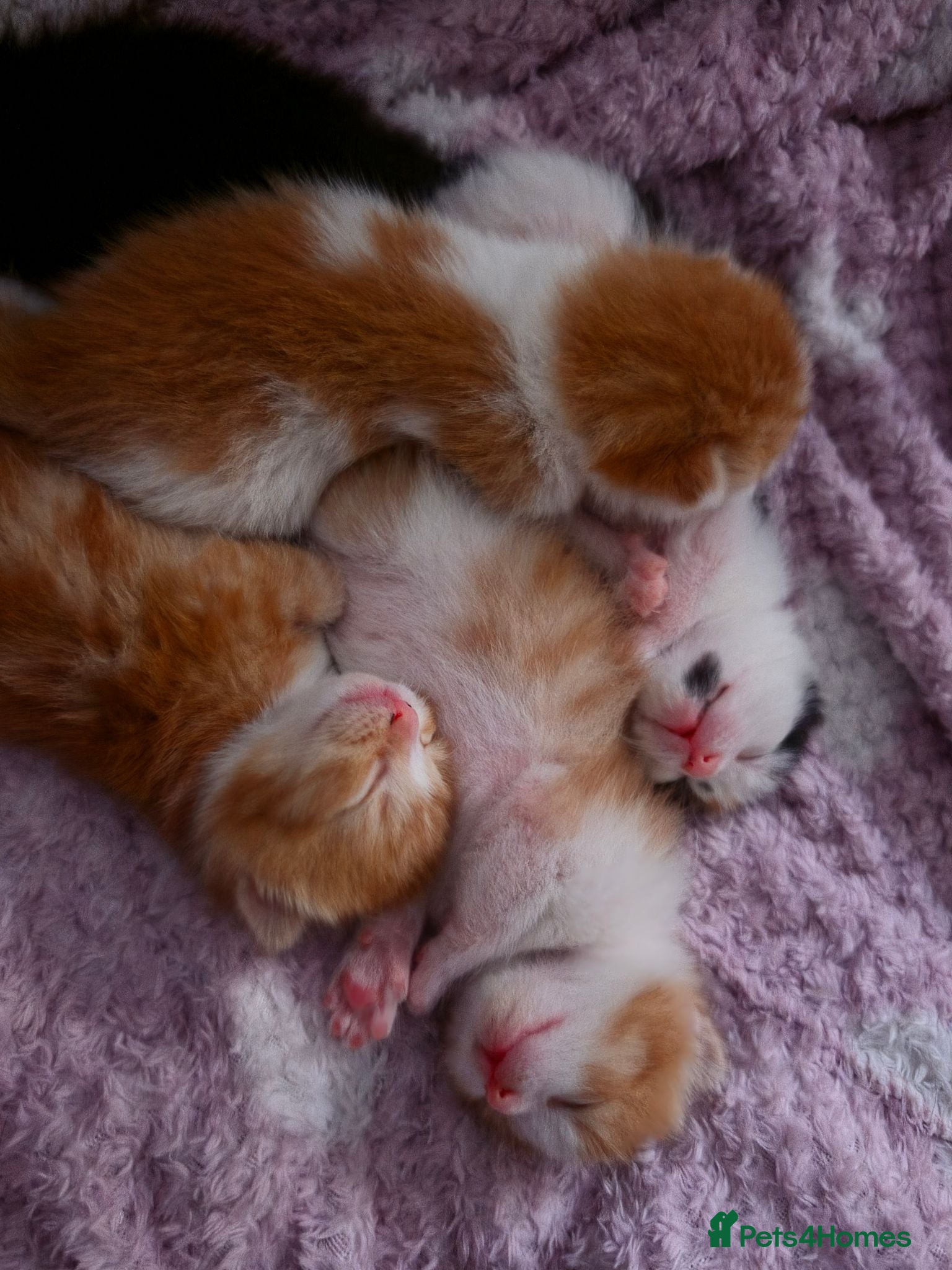 Mixed Breed cats 5 beautiful ginger/calico/black kittens - Advert 5