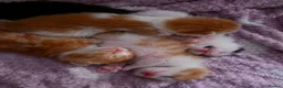 Mixed Breed cats for sale: 5 beautiful fluffy kittens - Advert 8