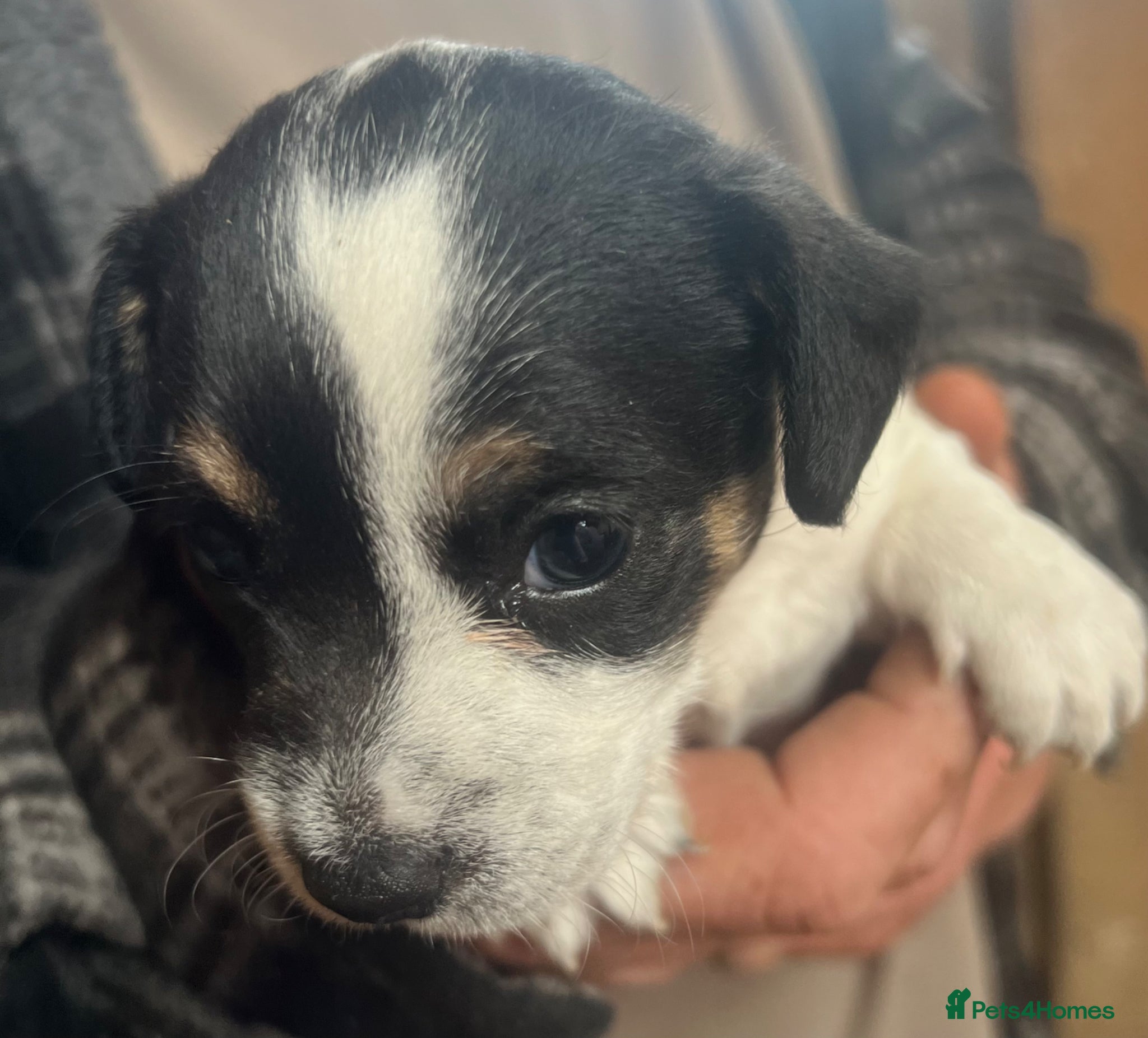 Mixed Breed dogs 2 tiny boys. Chihuahua X terrier x Chihuahua pups - Advert 16