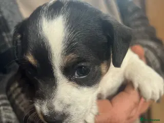 Mixed Breed dogs 2 tiny boys. Chihuahua X terrier x Chihuahua pups - Advert 16