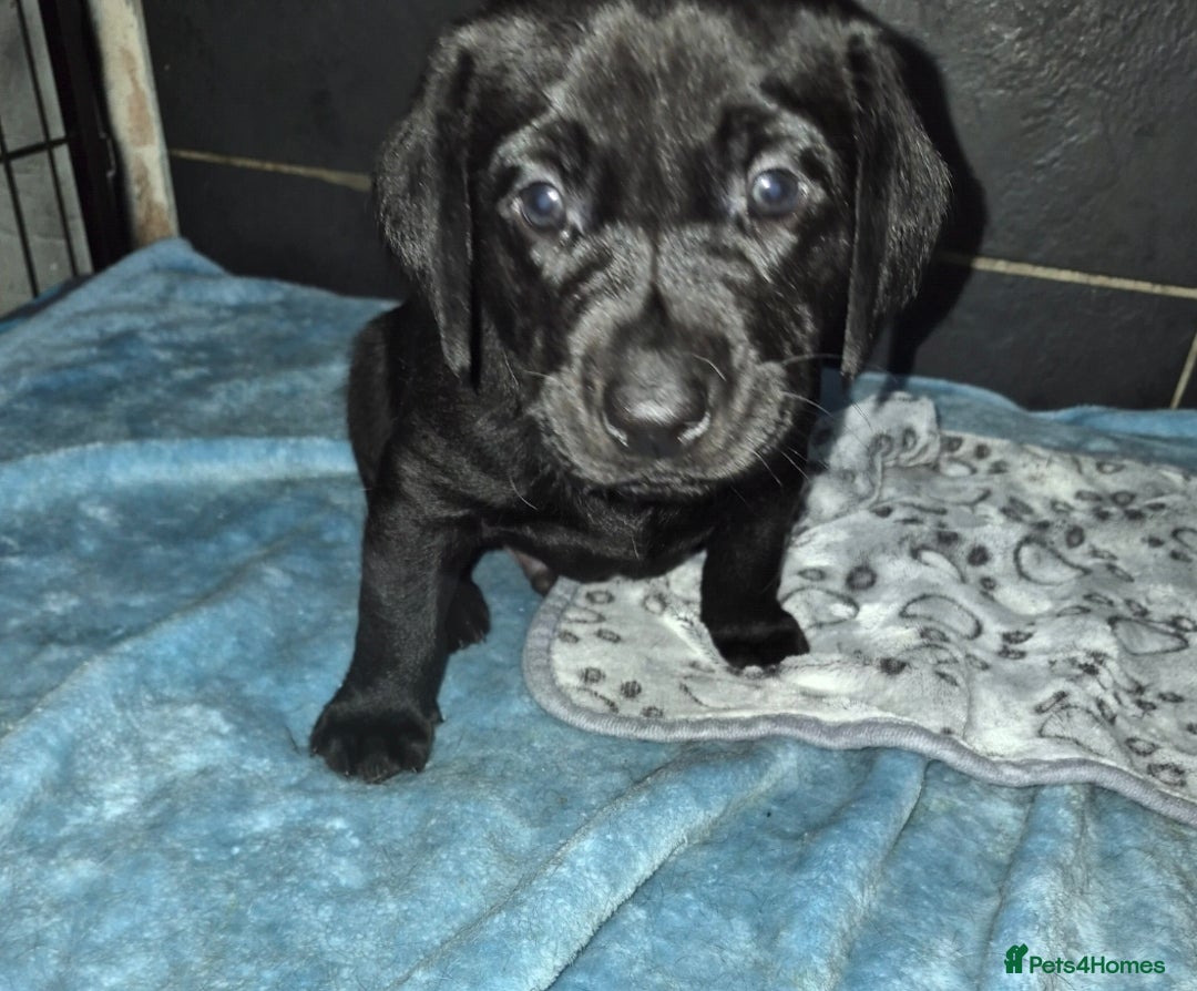 Labrador Retriever dogs for sale: Labrador retriver black and fox red puppies - Advert 14