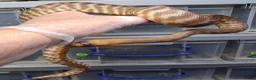 Python Snake reptiles for sale: Woma Python Female  - Advert 4