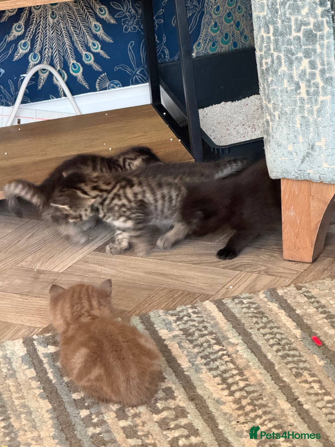 Mixed Breed cats for sale: 4 stunning healthy kittens  - Image 2