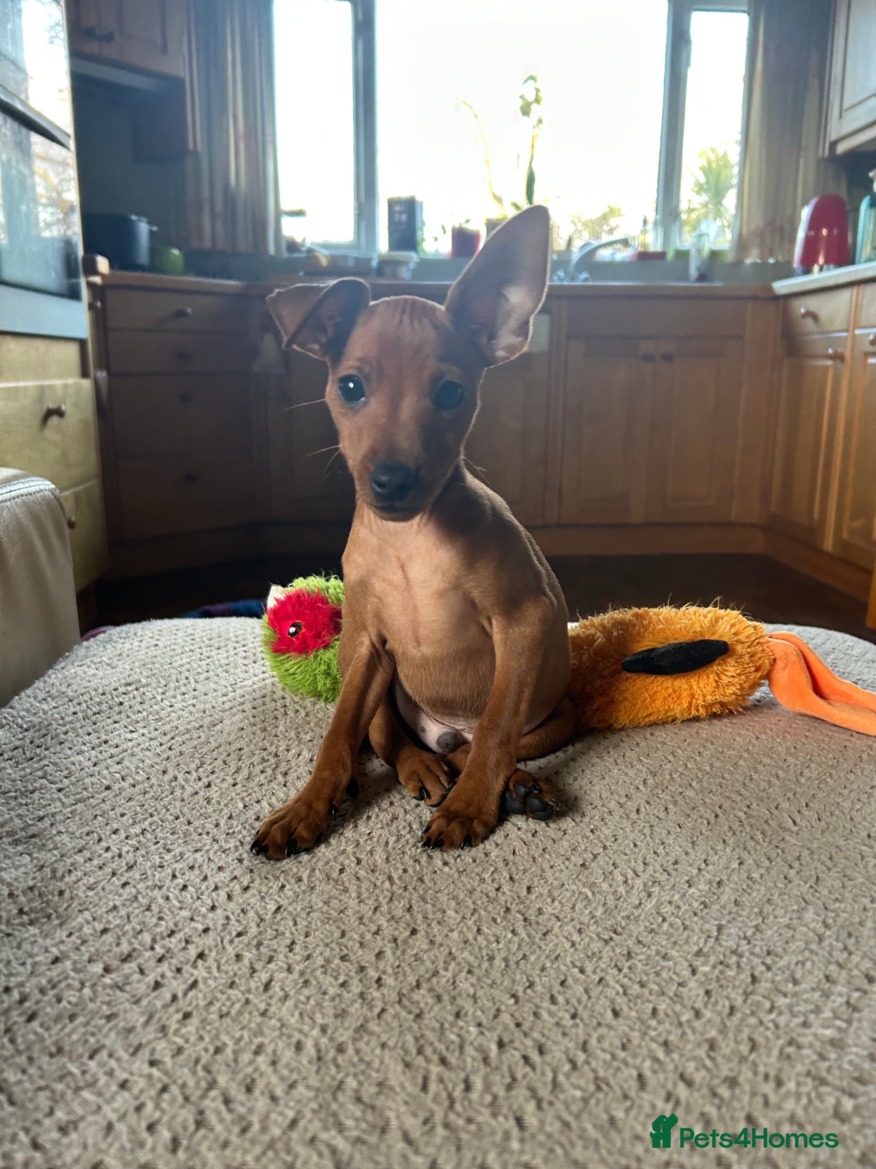 Miniature Pinscher dogs Stunning KC Miniature Pinscher puppies - Advert 15