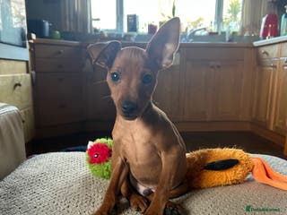 Miniature Pinscher dogs Stunning KC Miniature Pinscher puppies - Advert 7