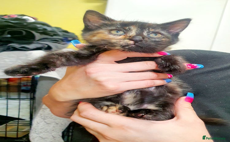 Mixed Breed cats - Advert 1