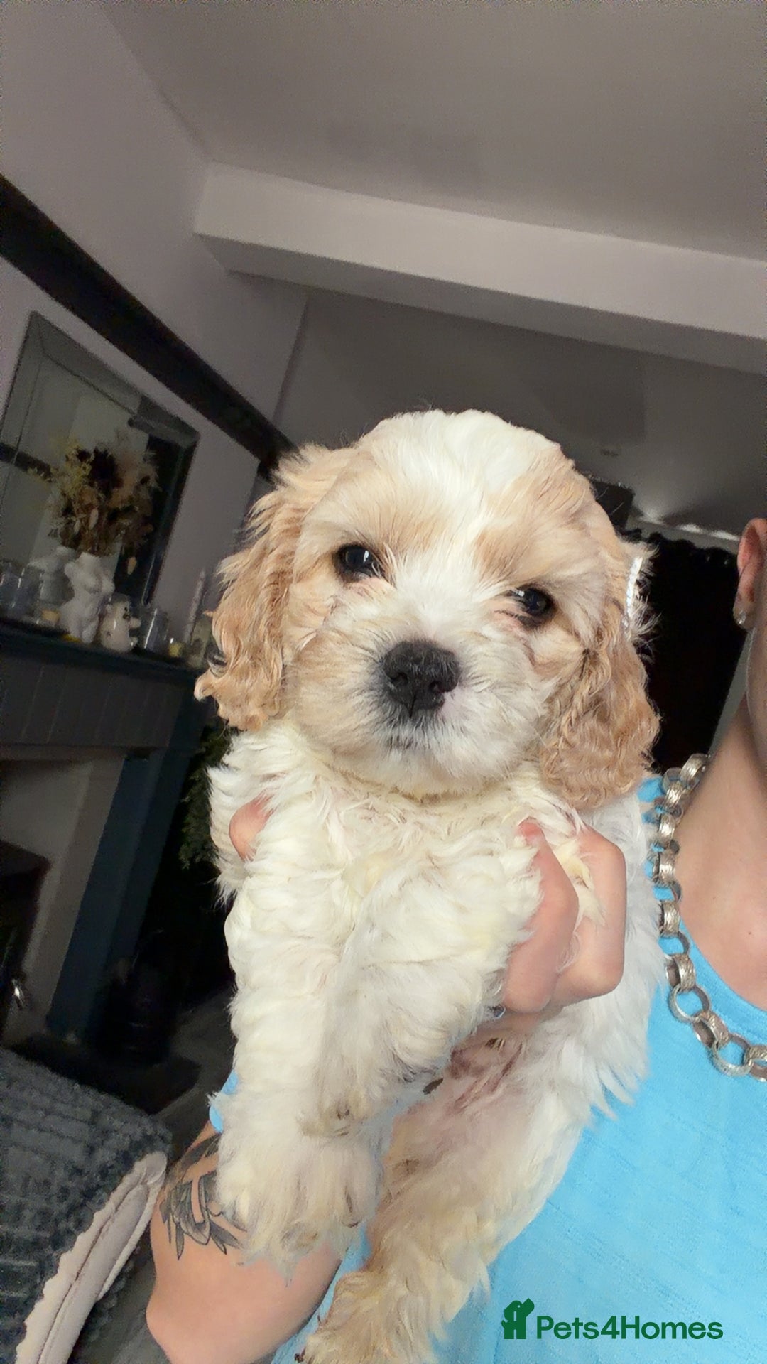 Cavachon dogs for sale: Cavachon f2 puppies  - Image 8