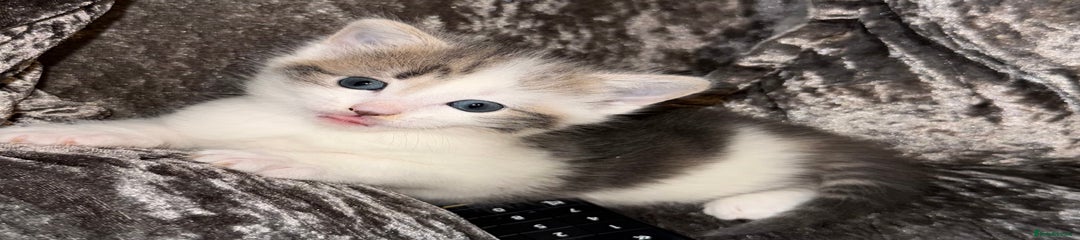 Mixed Breed Kitten 1