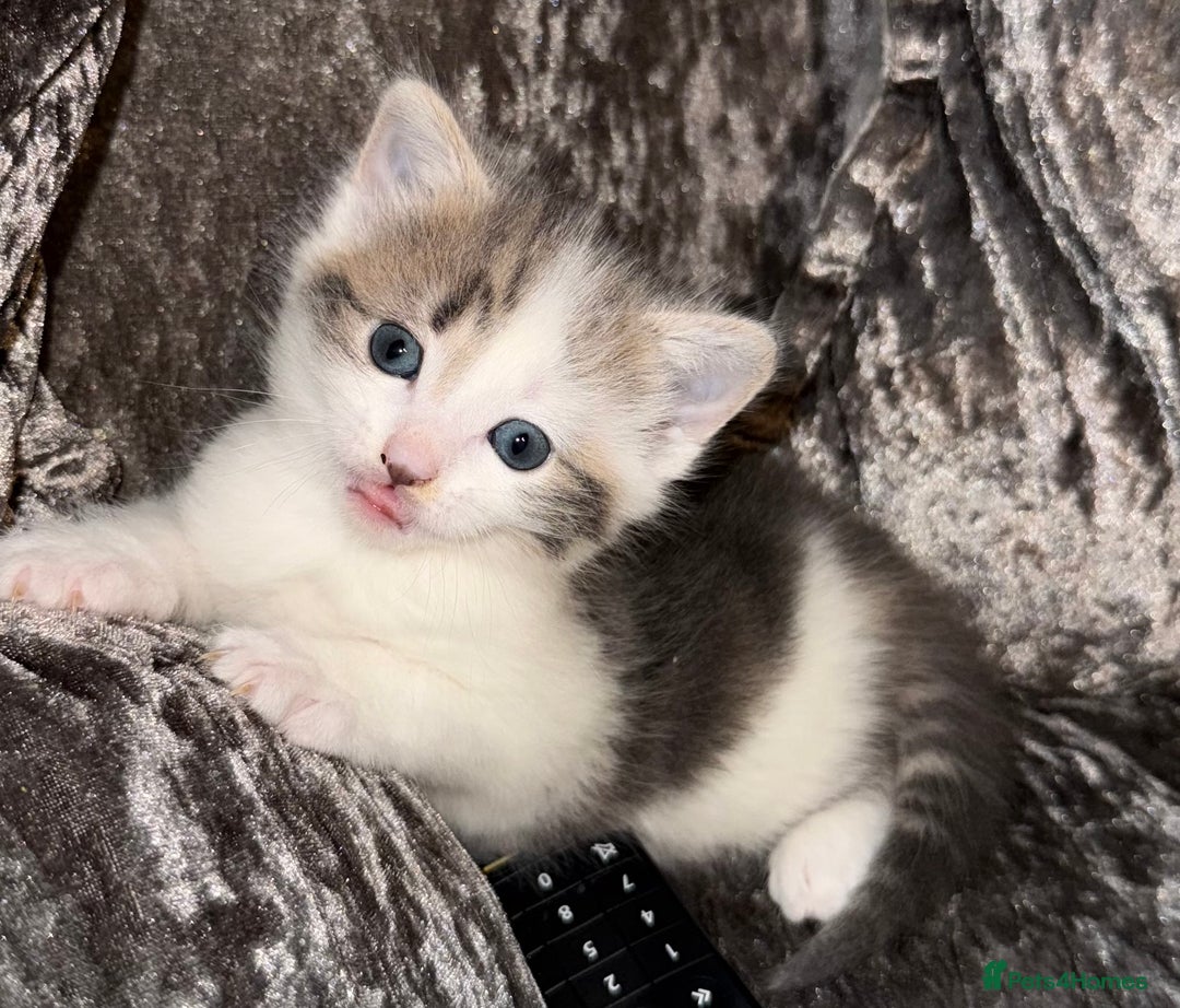 Mixed Breed cats for sale: 2 beautiful male kittens - Advert 2