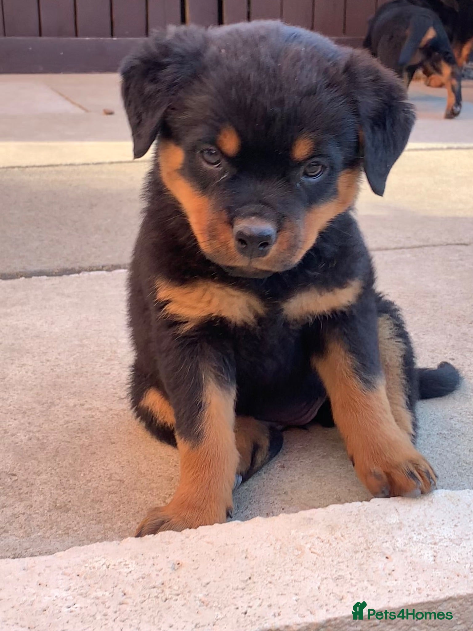 Rottweiler dogs AMAZING PEDIGREE REGISTERED ROTTWEILER PUPPIES - Advert 6