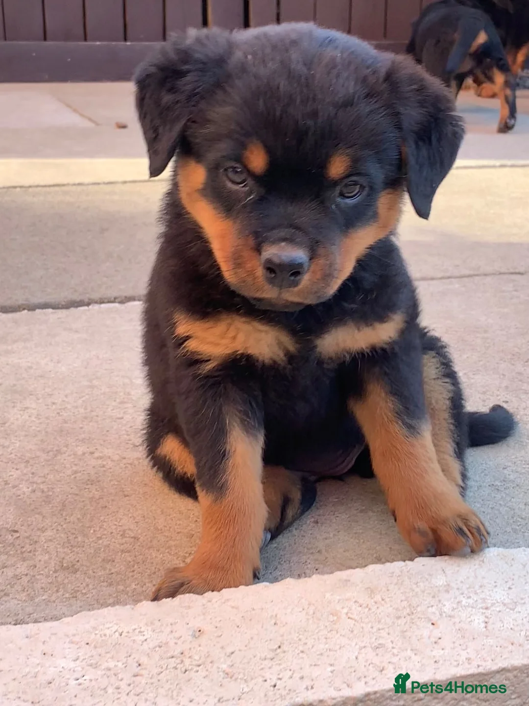 Rottweiler dogs for sale: AMAZING PEDIGREE REGISTERED ROTTWEILER PUPPIES - Advert 1