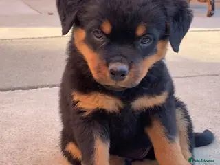 Rottweiler dogs AMAZING PEDIGREE REGISTERED ROTTWEILER PUPPIES - Advert 6
