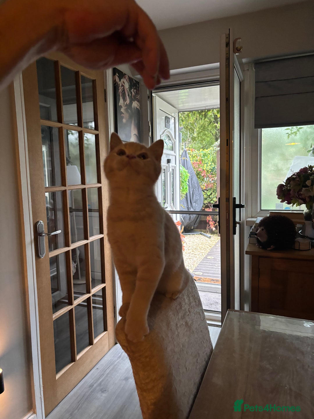 British Shorthair cats for sale: Stunning GCCF cream boy ready now  - Image 18