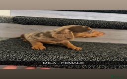 Dachshund dogs for sale: Dachshunds 4x Male 3x Female - Image 8