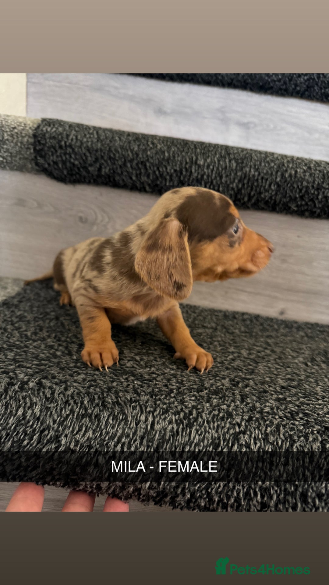 Dachshund dogs for sale: Dachshunds 4x Male 3x Female - Image 8