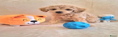 Oscar