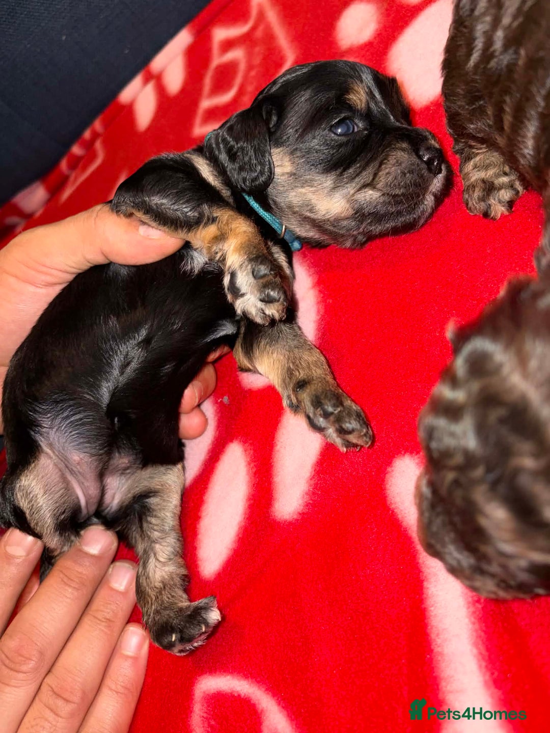 Cockapoo dogs for sale: Stunning health tested F1b cockapoos - Advert 4