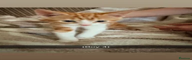 Domestic Shorthair 4