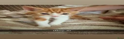 Domestic Shorthair cats for sale: kittens  - Advert 6