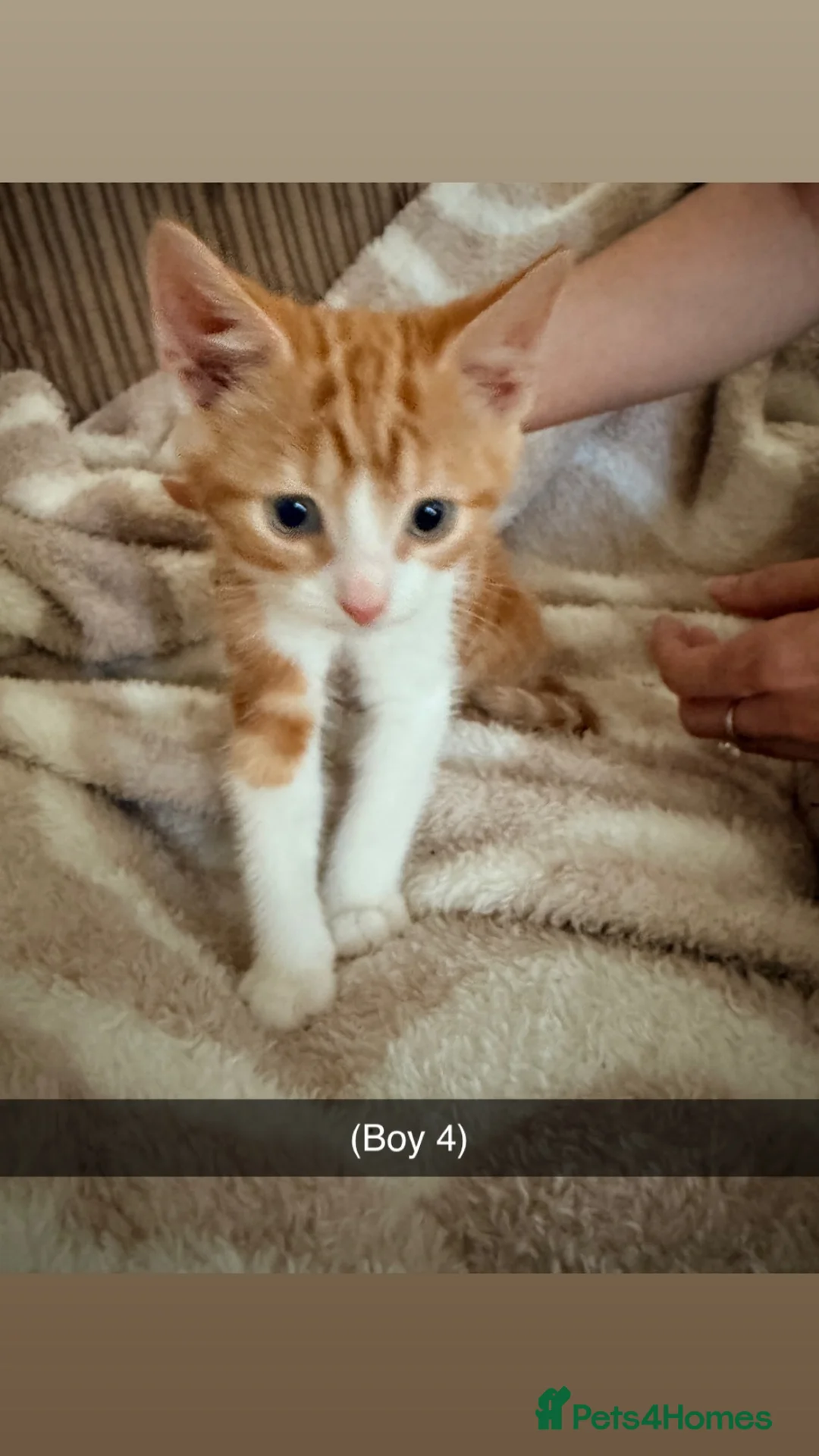 Domestic Shorthair cats for sale: kittens  - Advert 6