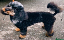 Cavapoo dogs for sale: Extensively Health tested Rare F1 Cavapoos - Image 26