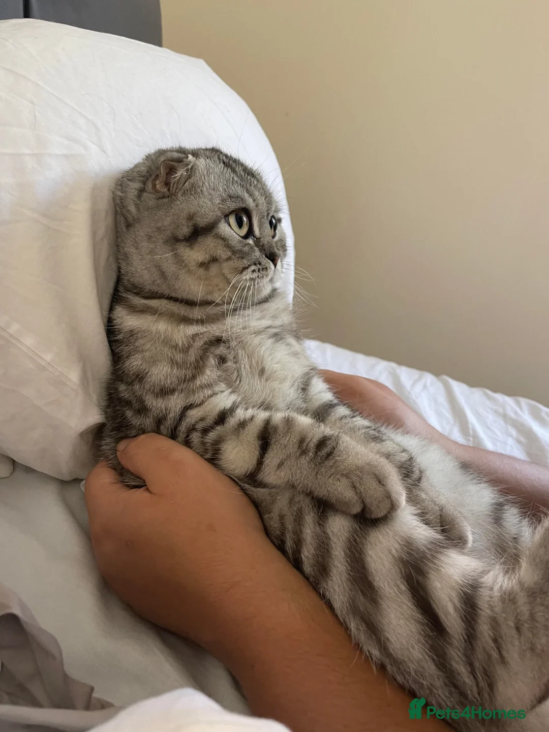 Scottish Fold cats for sale: Beautiful Scottish Fold Boy Looking for His Home - Advert 2