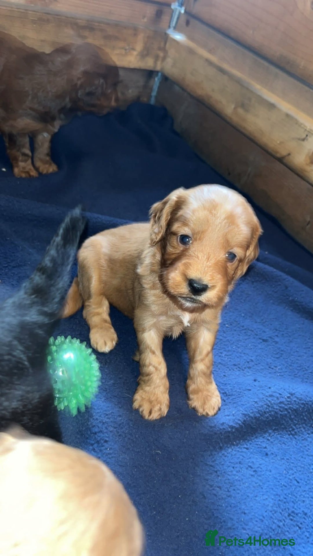 Cockapoo dogs for sale: Cockerpoo puppies  - Advert 8