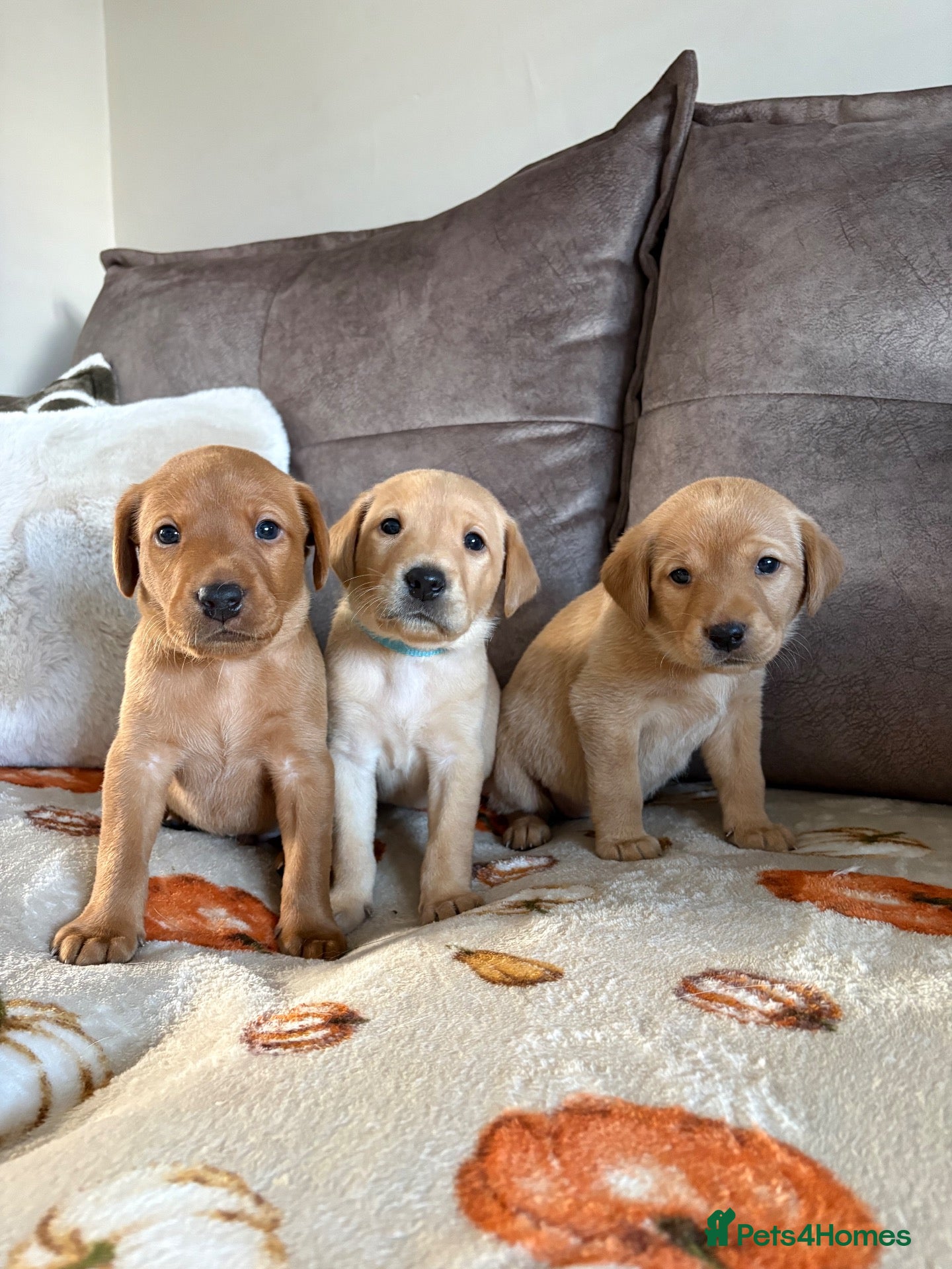 Labrador Retriever dogs 3 outstanding working labrador pups left! - Advert 1