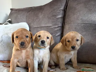 Labrador Retriever dogs 3 outstanding working labrador pups left! - Advert 10