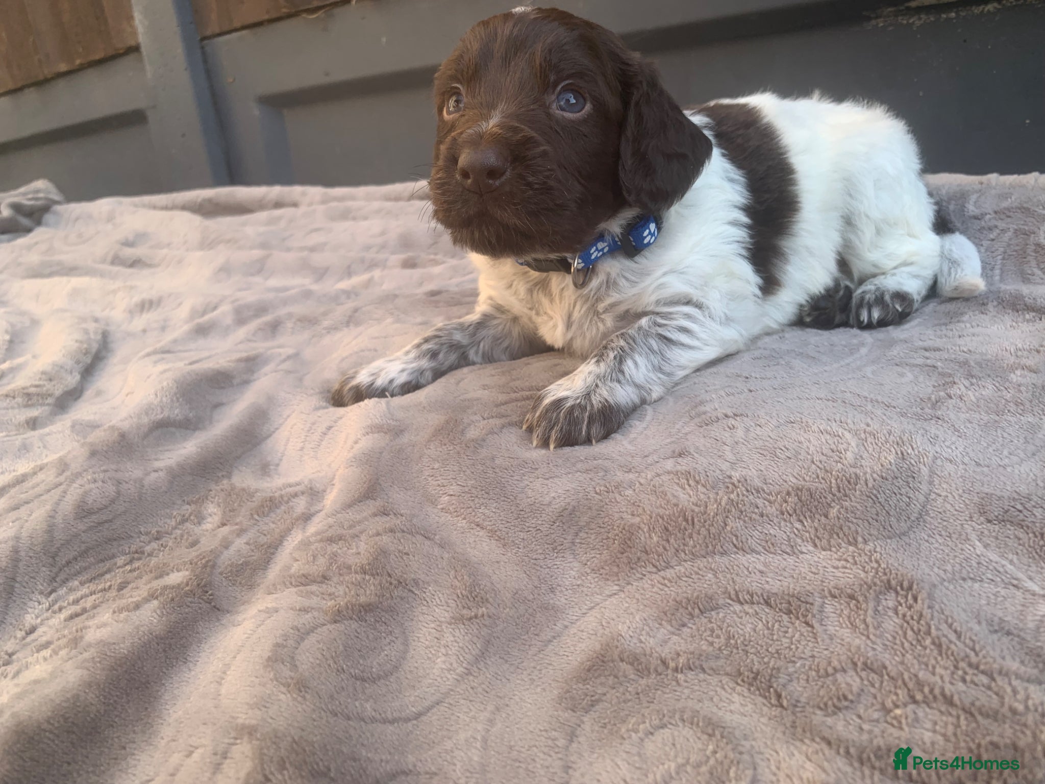 Mixed Breed dogs  german shorthaired pointer/ - Advert 1