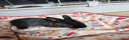 Netherland Dwarf rabbits for sale: Baby bunny - Advert 9