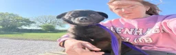 Mixed Breed dogs for adoption: Grace - Poringland Norfolk  in Norwich - Advert 7