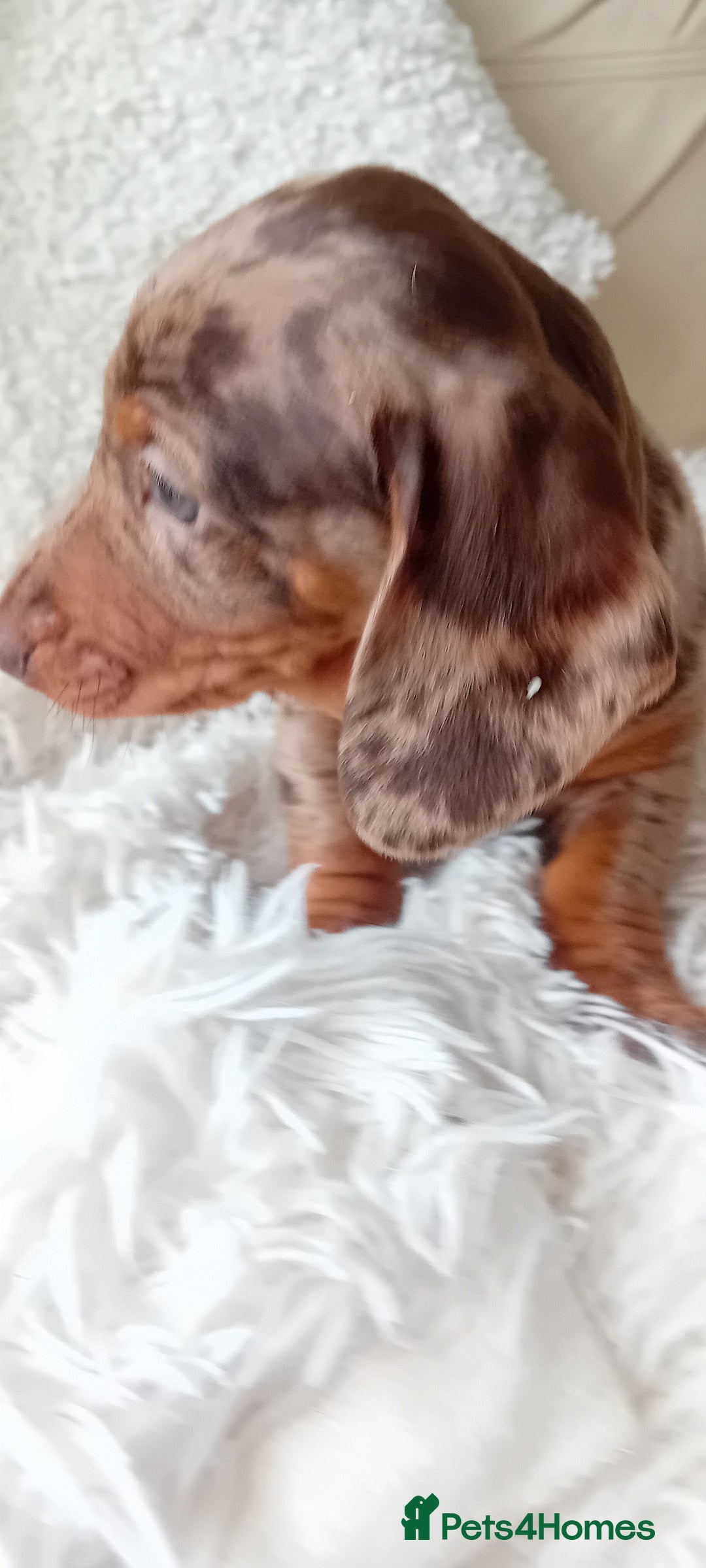 Miniature Dachshund dogs for sale: 2 dapple girls - Advert 9