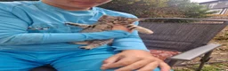 Mixed Breed cats for sale: Scottish mixed breed kittens - Advert 4