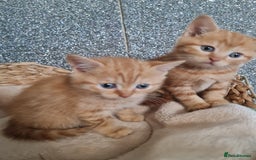 British Shorthair cats for sale: Beautiful BSH kittens from genetic tested parents - Image 11